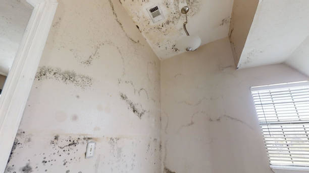 Best Emergency Mold Remediation  in East End, AR